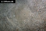 scophthalmus rhombus scophthalmus rhombus