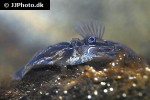 zeugopterus punctatus zeugopterus punctatus