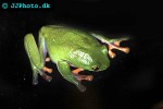 agalychnis annae blue sided leaf frog agalychnis annae blue sided leaf frog