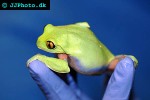 agalychnis annae blue sided leaf frog agalychnis annae blue sided leaf frog