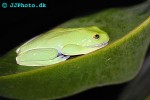 agalychnis annae blue sided leaf frog agalychnis annae blue sided leaf frog