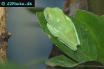 agalychnis callidryas redeyed tree frog agalychnis callidryas redeyed tree frog