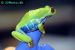 agalychnis callidryas redeyed tree frog agalychnis callidryas redeyed tree frog