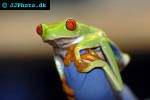 agalychnis callidryas redeyed tree frog agalychnis callidryas redeyed tree frog