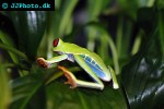 agalychnis callidryas redeyed tree frog agalychnis callidryas redeyed tree frog