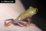 agalychnis callidryas redeyed tree frog agalychnis callidryas redeyed tree frog