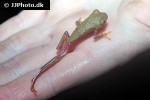 agalychnis callidryas redeyed tree frog agalychnis callidryas redeyed tree frog