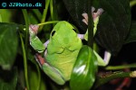 agalychnis moreletti morelet s tree frog agalychnis moreletti morelet s tree frog
