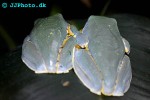 cruziohyla calcarifer splendid leaf frog cruziohyla calcarifer splendid leaf frog