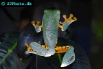 cruziohyla calcarifer splendid leaf frog cruziohyla calcarifer splendid leaf frog