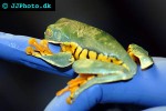 cruziohyla calcarifer splendid leaf frog cruziohyla calcarifer splendid leaf frog