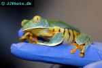 cruziohyla calcarifer splendid leaf frog cruziohyla calcarifer splendid leaf frog
