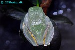 cruziohyla calcarifer splendid leaf frog cruziohyla calcarifer splendid leaf frog