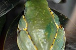cruziohyla calcarifer splendid leaf frog cruziohyla calcarifer splendid leaf frog