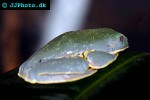 cruziohyla calcarifer splendid leaf frog cruziohyla calcarifer splendid leaf frog