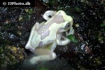 dendropsophus ebraccatus hourglass tree frog dendropsophus ebraccatus hourglass tree frog