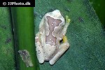 dendropsophus ebraccatus hourglass tree frog dendropsophus ebraccatus hourglass tree frog