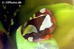 dendropsophus leucophyllatus clown tree frog dendropsophus leucophyllatus clown tree frog