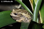 gastrotheca riobambae andean marsupial tree frog gastrotheca riobambae andean marsupial tree frog