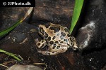gastrotheca riobambae andean marsupial tree frog gastrotheca riobambae andean marsupial tree frog