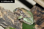 gastrotheca riobambae andean marsupial tree frog gastrotheca riobambae andean marsupial tree frog