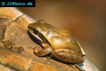 hyla regilla pacific tree frog hyla regilla pacific tree frog