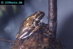 hyla regilla pacific tree frog hyla regilla pacific tree frog