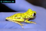 hylomantis lemur costa rica lemur leaf frog hylomantis lemur costa rica lemur leaf frog