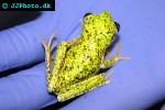 hylomantis lemur costa rica lemur leaf frog hylomantis lemur costa rica lemur leaf frog