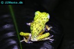 hylomantis lemur costa rica lemur leaf frog hylomantis lemur costa rica lemur leaf frog