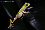 hylomantis lemur costa rica lemur leaf frog hylomantis lemur costa rica lemur leaf frog