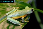 hylomantis lemur panama lemur leaf frog hylomantis lemur panama lemur leaf frog