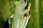 hylomantis lemur panama lemur leaf frog hylomantis lemur panama lemur leaf frog