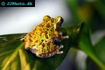 isthmohyla lancasteri barking tree frog isthmohyla lancasteri barking tree frog