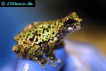 isthmohyla lancasteri barking tree frog isthmohyla lancasteri barking tree frog