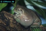 litoria caerulea dumpy tree frog litoria caerulea dumpy tree frog