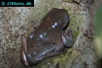 litoria caerulea dumpy tree frog litoria caerulea dumpy tree frog