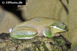 litoria caerulea dumpy tree frog litoria caerulea dumpy tree frog