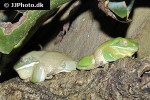 litoria caerulea dumpy tree frog litoria caerulea dumpy tree frog