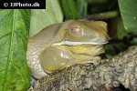 litoria caerulea dumpy tree frog litoria caerulea dumpy tree frog