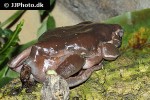 litoria caerulea dumpy tree frog litoria caerulea dumpy tree frog