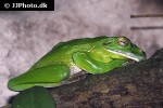 litoria caerulea dumpy tree frog litoria caerulea dumpy tree frog