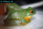 litoria chloris green tree frog litoria chloris green tree frog