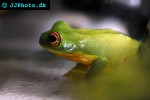 litoria chloris green tree frog litoria chloris green tree frog