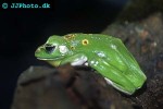 litoria infrafrenata white lipped tree frog litoria infrafrenata white lipped tree frog