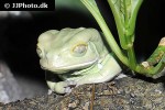 phyllomedusa sauvagii waxy leaf frog phyllomedusa sauvagii waxy leaf frog