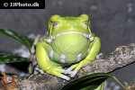 phyllomedusa sauvagii waxy leaf frog phyllomedusa sauvagii waxy leaf frog