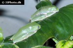 phyllomedusa sauvagii waxy leaf frog phyllomedusa sauvagii waxy leaf frog