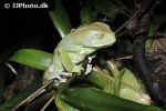 phyllomedusa sauvagii waxy leaf frog phyllomedusa sauvagii waxy leaf frog