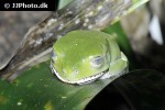 phyllomedusa tomopterna tiger leg monkey frog phyllomedusa tomopterna tiger leg monkey frog